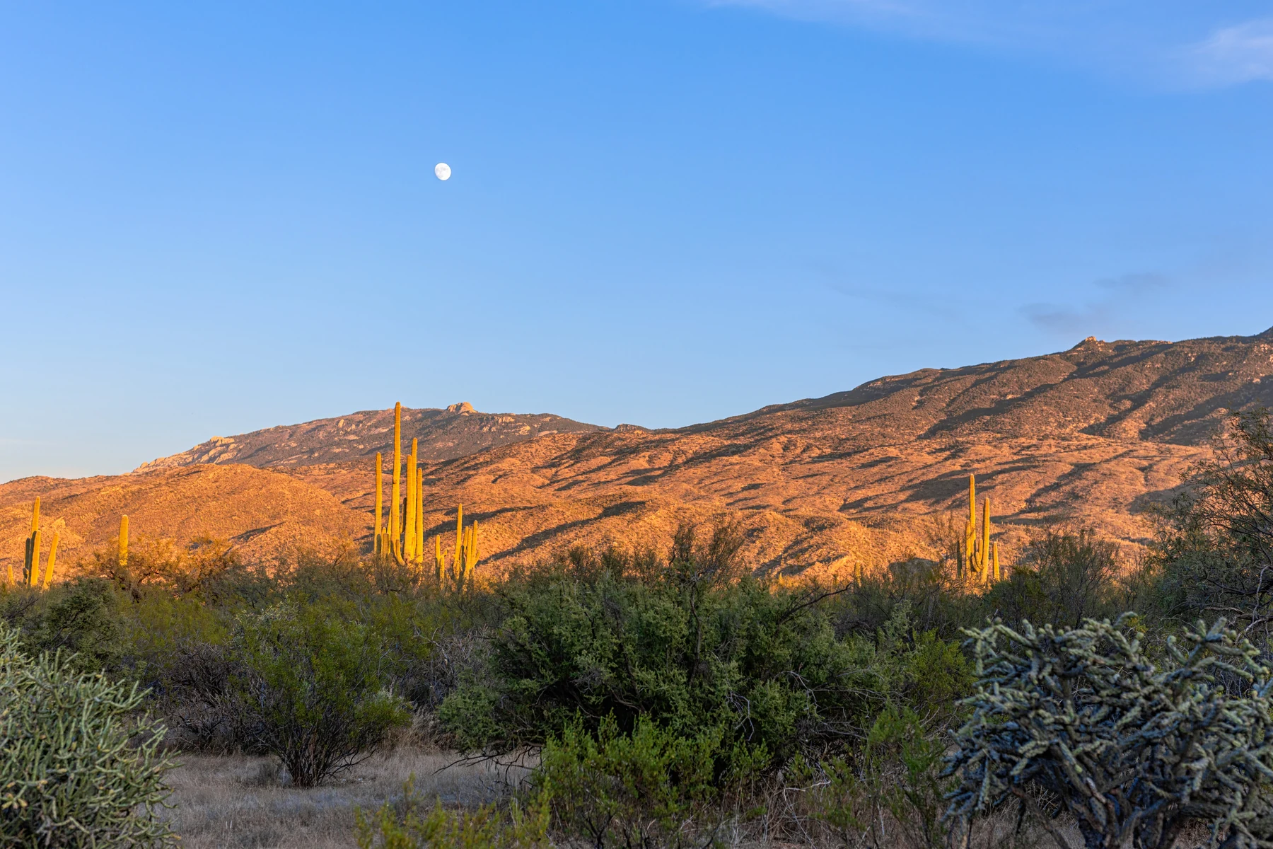 Sunlit Sonoran Desert hills and saguaros beneath a blue evening sky